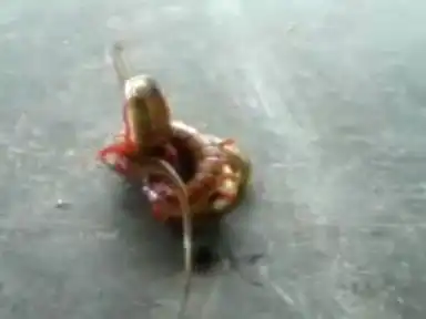 Гигантская сороконожка убила змею