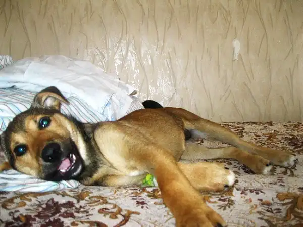 Отдам в хорошие руки щенка Мете