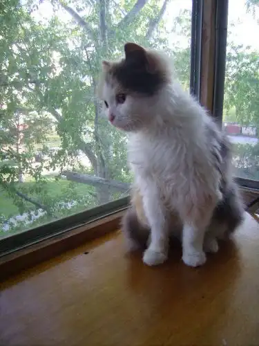 Пушистый котенок "малышка-чудо" в добрые руки!