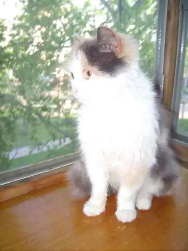 Пушистый котенок "малышка-чудо" в добрые руки!