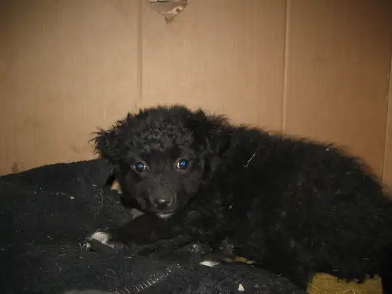 Щенки от небольшой собачки