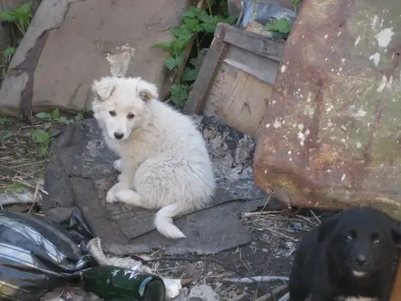 Щенки от небольшой собачки