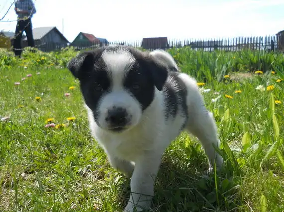 Щенок в заброшенном доме!