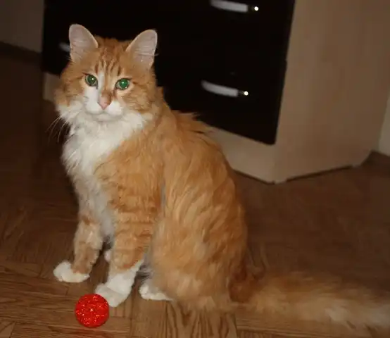 Шикарный рыжий красавец-кот в добрые руки!!!