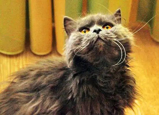 Отдам в хорошие руки кошечку Перси