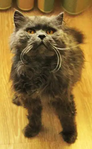 Отдам в хорошие руки кошечку Перси