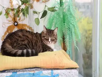 Отдам в хорошие руки очаровательную кошечку