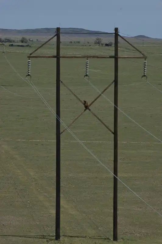 Неважно зачем медведь залез на ЛЭП