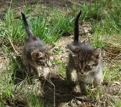 Отдам в хорошие руки  очаровательных котят