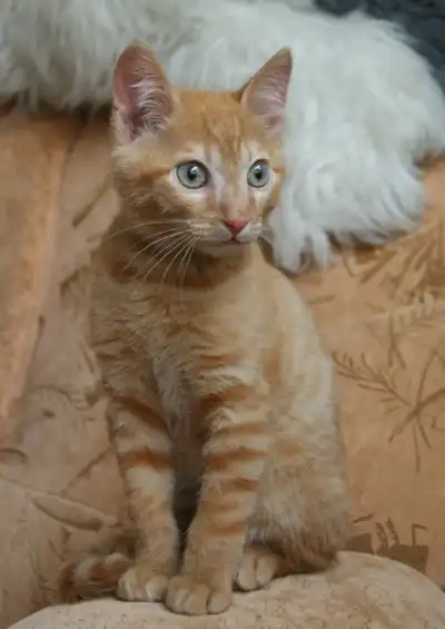 Отдам в хорошие руки рыжего котика