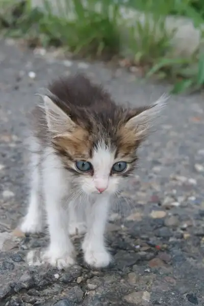 пушистик котенок. 1, 5 мес