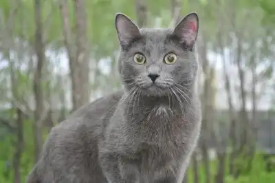 Отдам в хорошие руки котика Гаврюшу