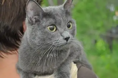 Отдам в хорошие руки котика Гаврюшу