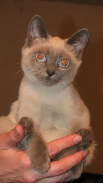 Отдам в хорошие руки кошечку Нюшу