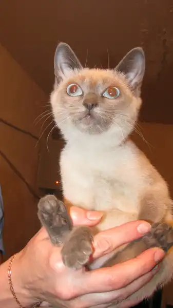 Отдам в хорошие руки кошечку Нюшу