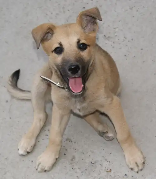 Славная  Герда, щенок, 3 мес.