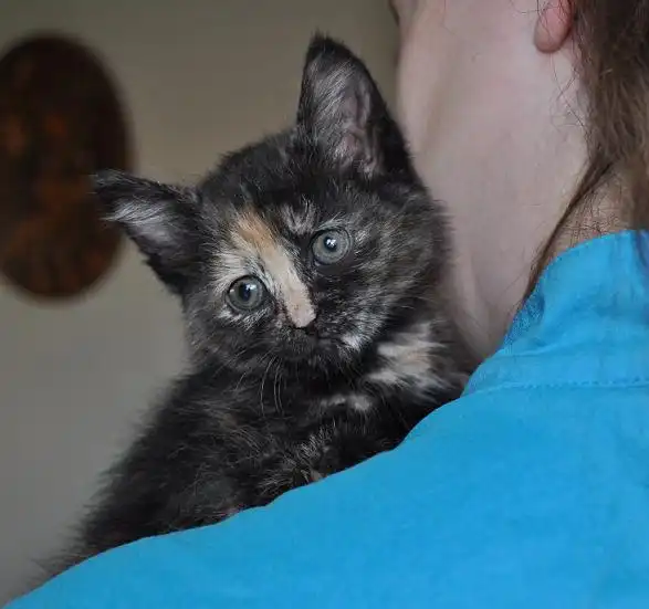 Черепаховая девочка ищет добрых хозяев!