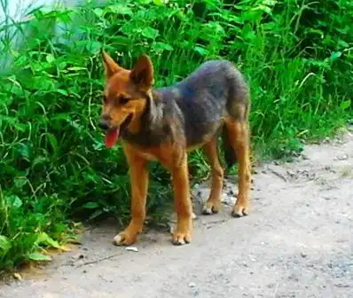 Щенки для охраны и души