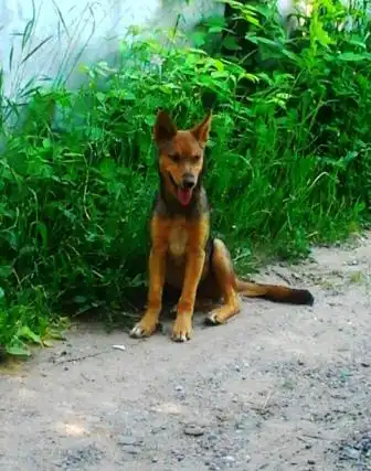 Щенки для охраны и души