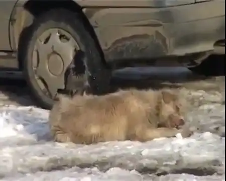 Наглая ворона