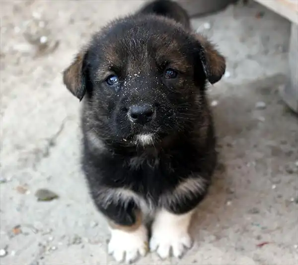 Щенки в хорошие руки