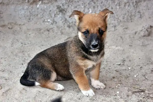 Щенки в хорошие руки