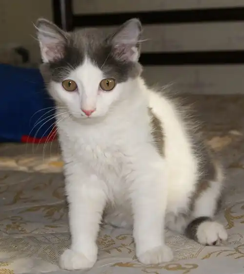 Мерлин Монро - Глафира томского разлива.