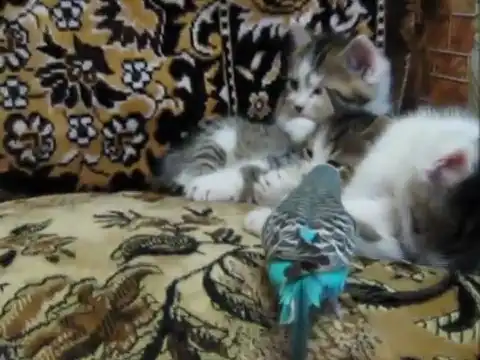 Попугай и котята