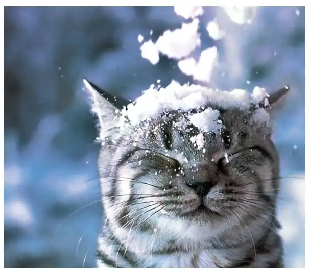 Интересные и правдивые факты о котах