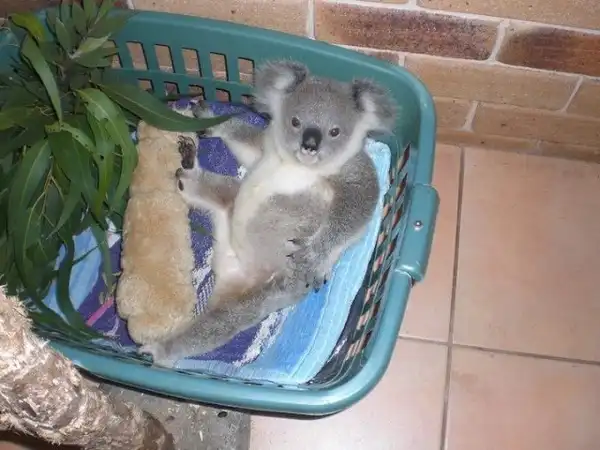 Коала Джимми