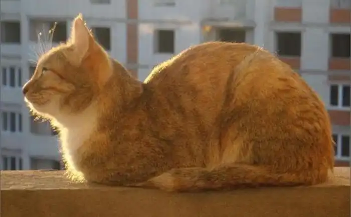 Как сделать уголок для котов своими руками