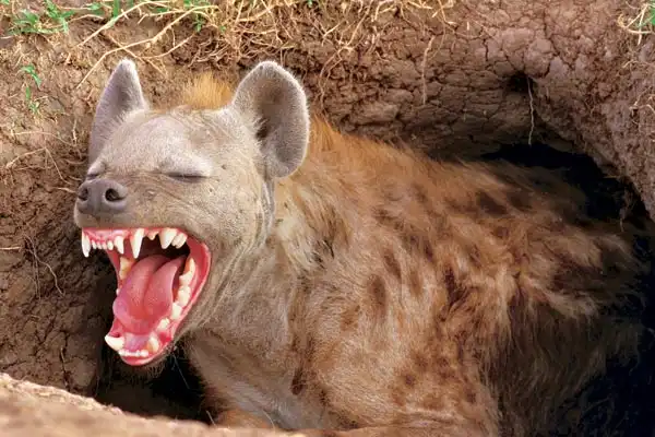 Необычные сексуальные ритуалы у животных