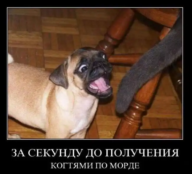 Картинки в черной рамке