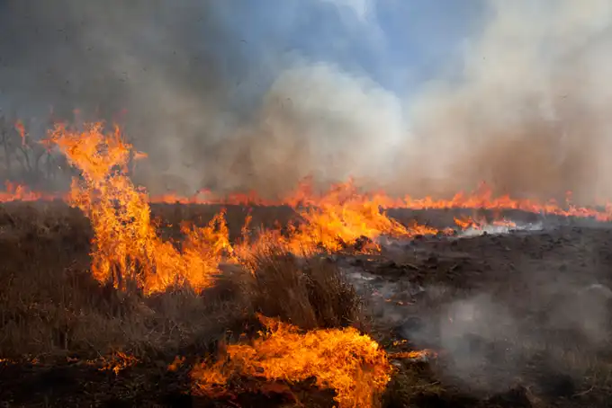 Лесные пожары, фотограф Larry Schwarm (18 фотографий)