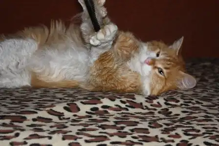 Великолепный рыжий кот-принц в самые добрые руки!