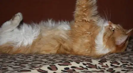 Великолепный рыжий кот-принц в самые добрые руки!