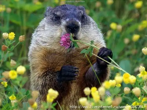 Бобры добры и все объяснят.