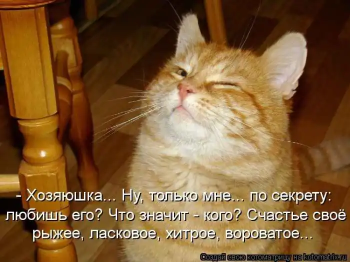 Лучшие котоматрицы недели