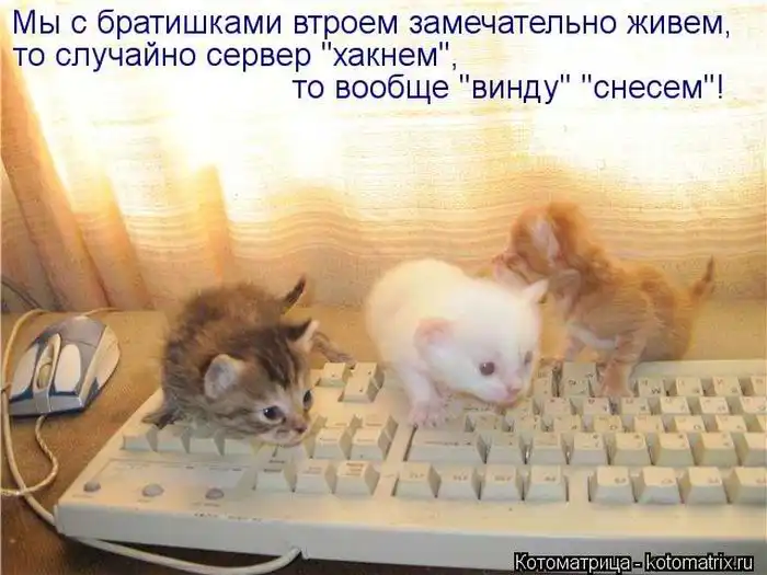 Лучшие котоматрицы недели