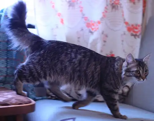 Молоденькая кошечка Ксюшенька!