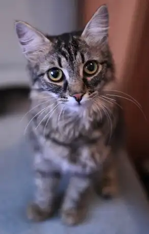 Молоденькая кошечка Ксюшенька!