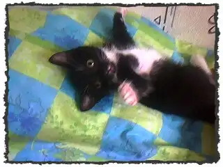 Два котёнка ищут дом