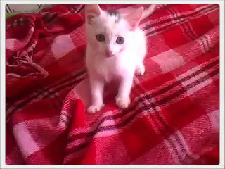 Два котёнка ищут дом