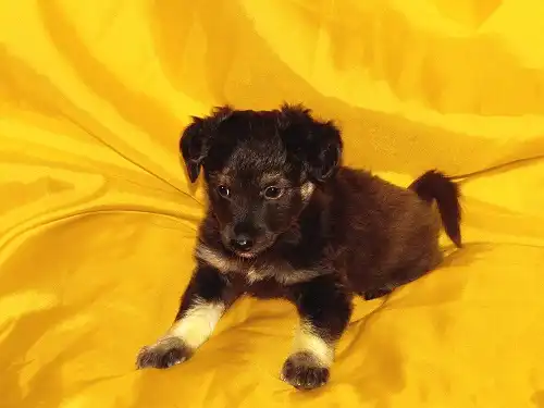 Отдам в хорошие руки девочку щенка