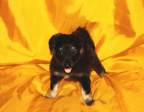 Отдам в хорошие руки девочку щенка