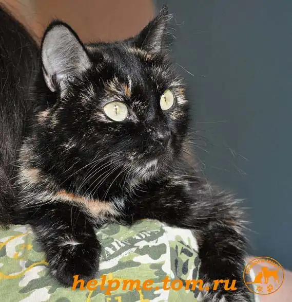 Отдам в хорошие руки кошку Николь