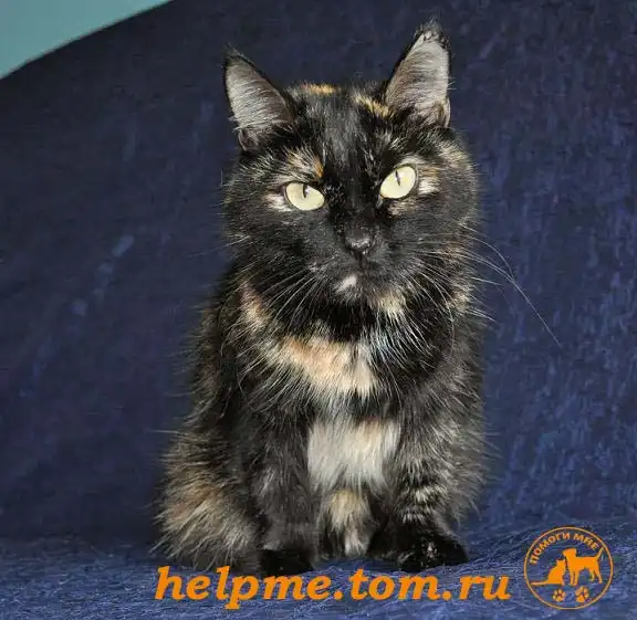 Отдам в хорошие руки кошку Николь