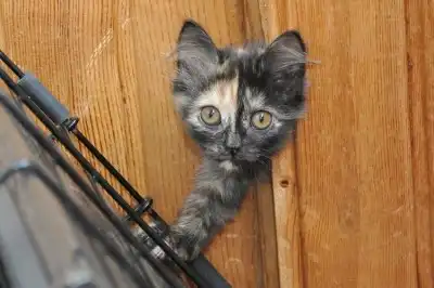 Два эксклюзивных котенка ищут дом