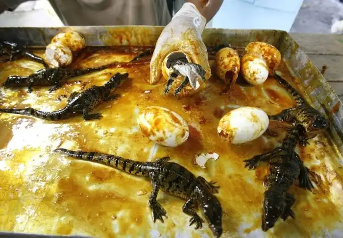 Рождение крокодильчиков