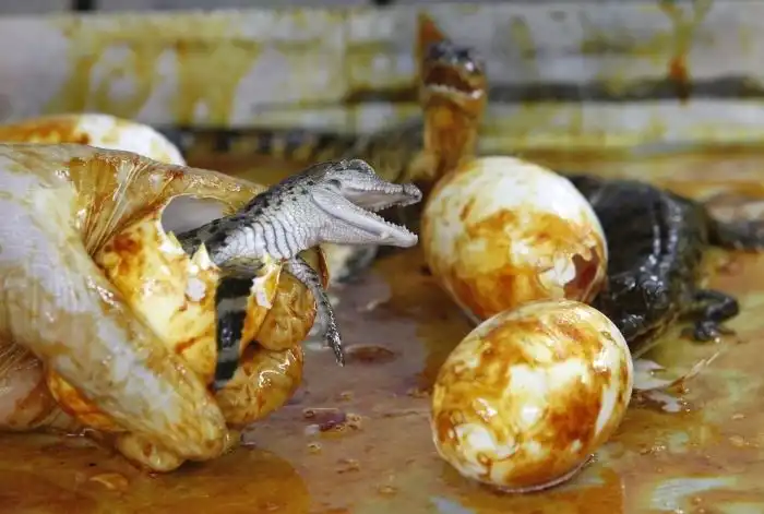 Рождение крокодильчиков